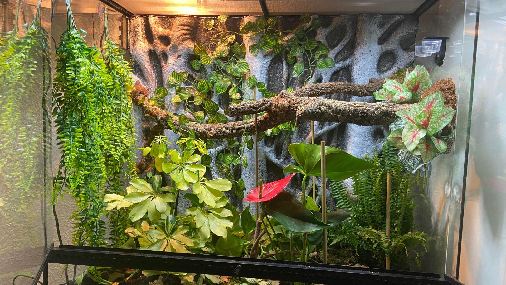 gargoyle gecko enclosure setup gargoyle gecko enclosure setup
