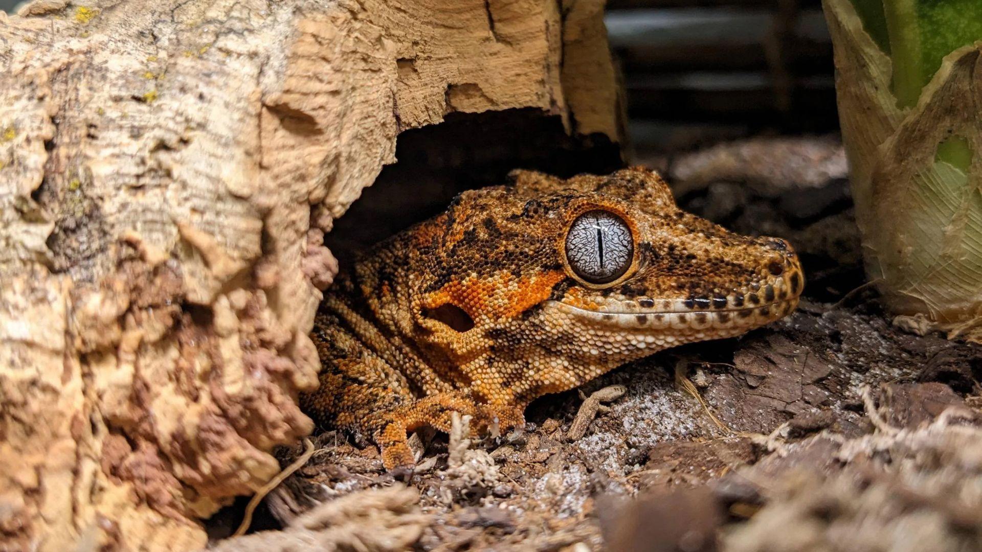 gargoyle gecko facts