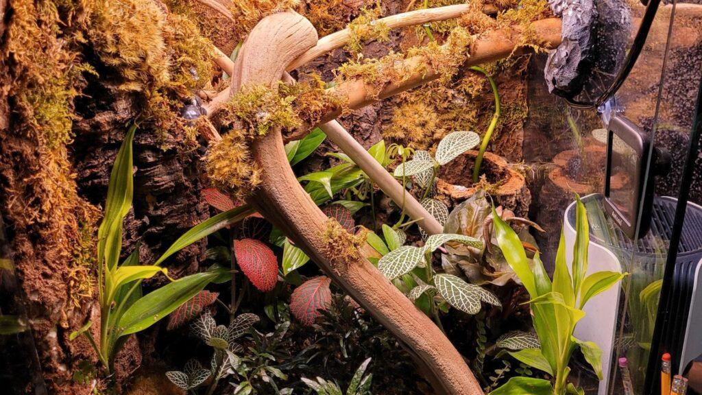 gargoyle gecko habitat close up