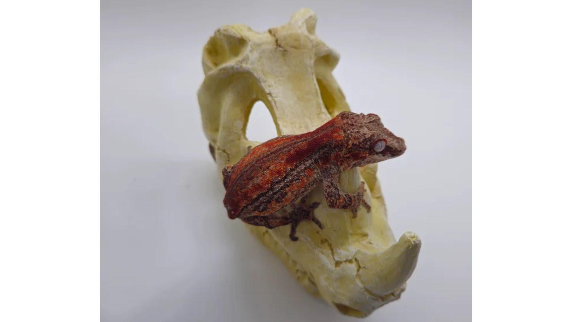 gargoyle gecko on a skull