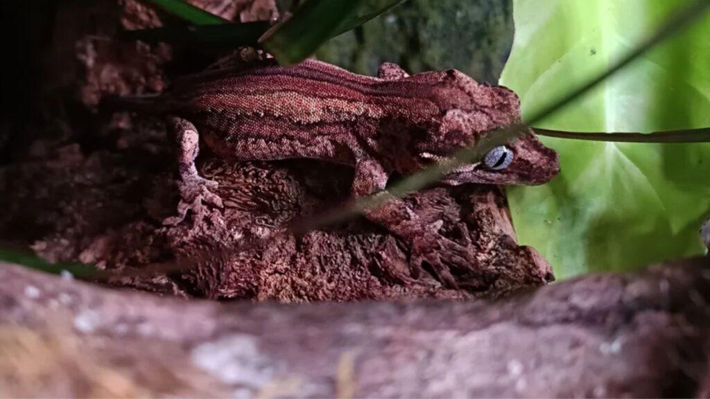 gargoyle gecko on branch