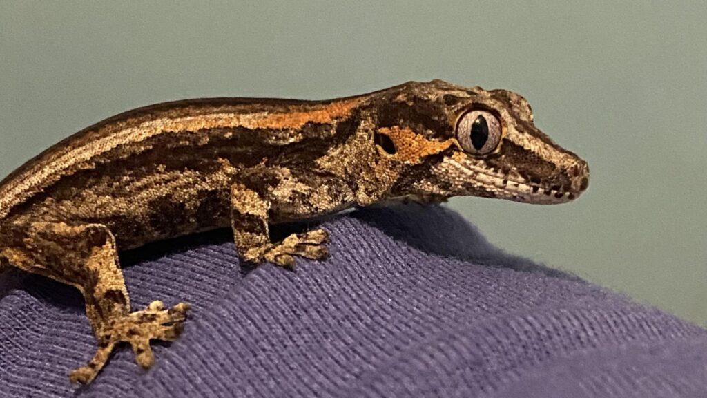 gargoyle gecko on hat