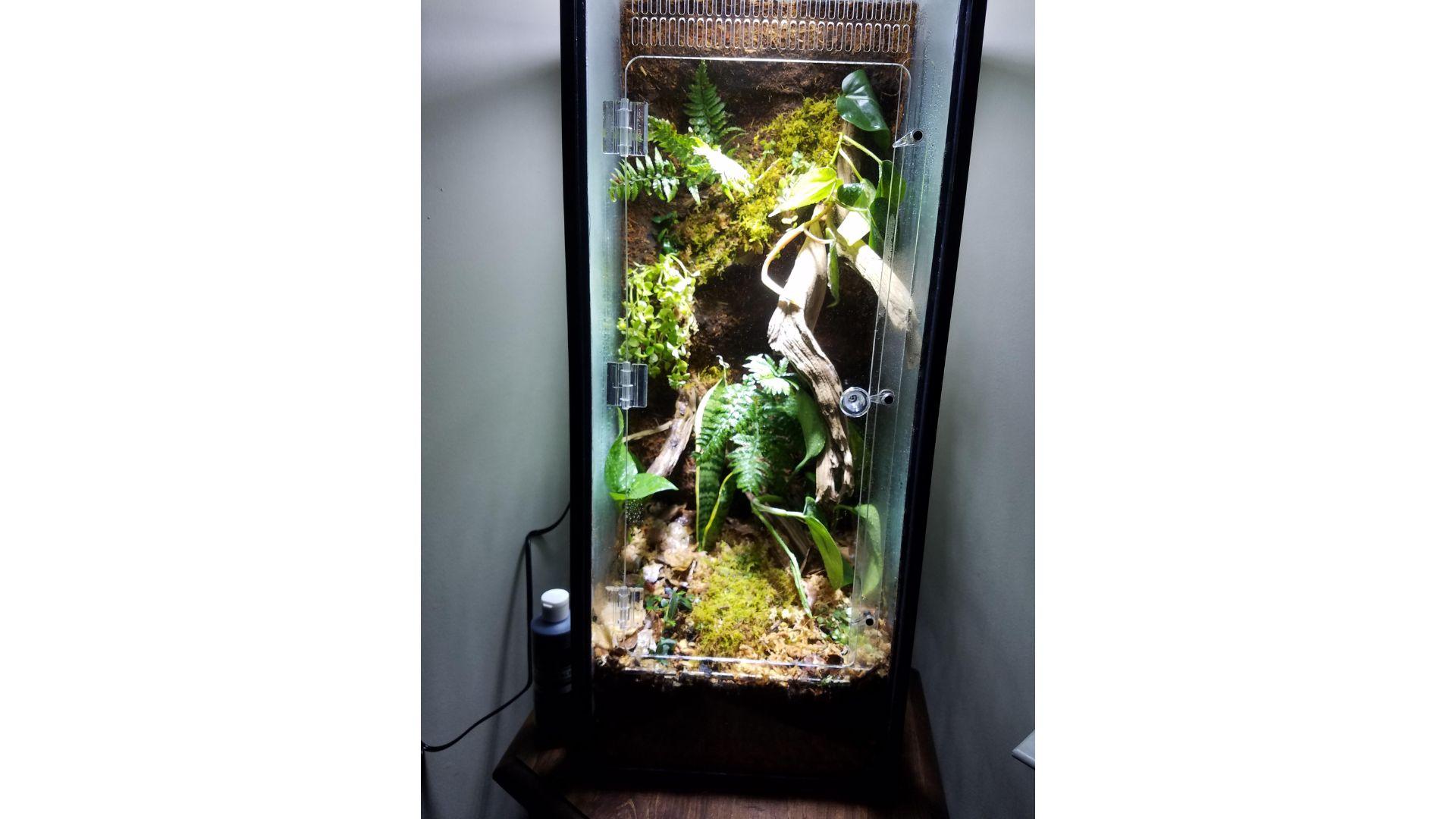 Do Gargoyle Geckos Need A Heat Lamp? Pet Engineers