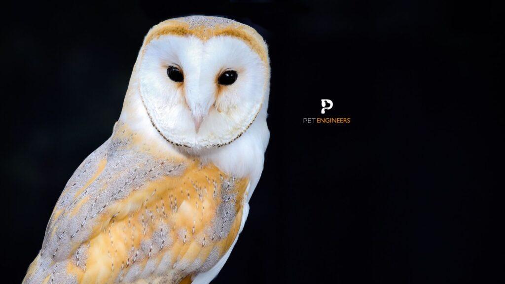 birds of prey