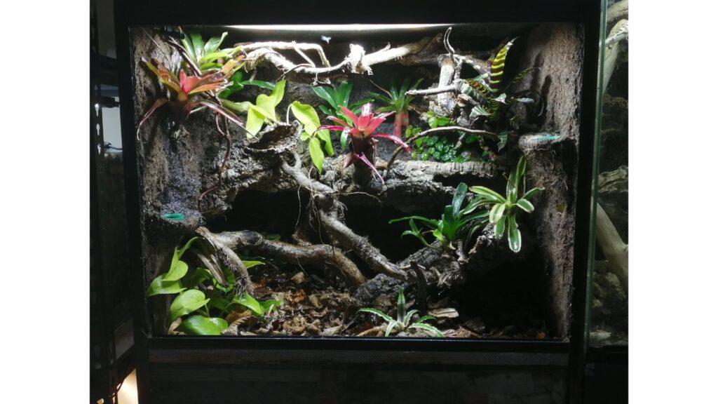 gargoyle gecko enclosure